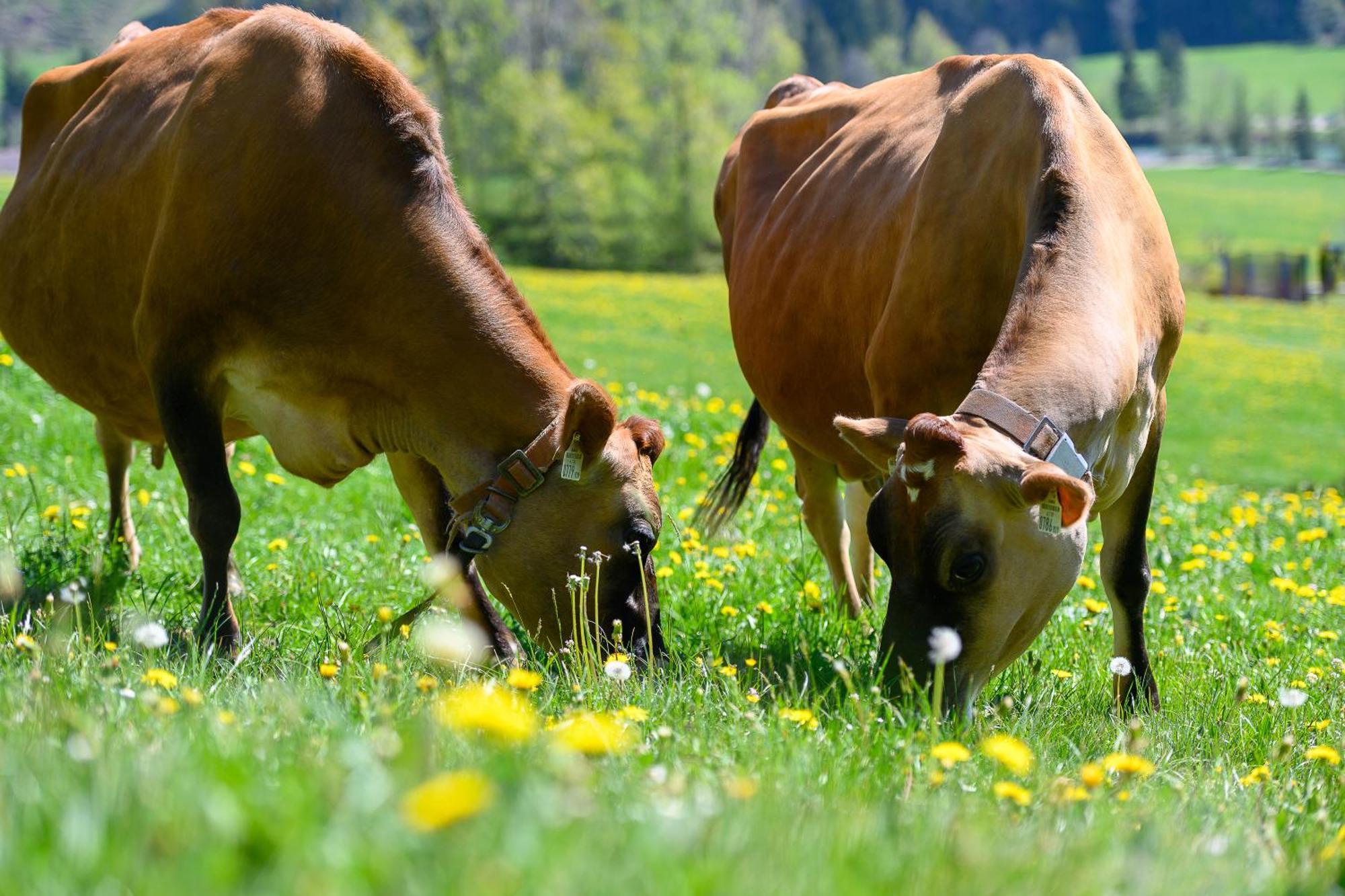 Ferienhof Duerlinde Hittisau Buitenkant foto